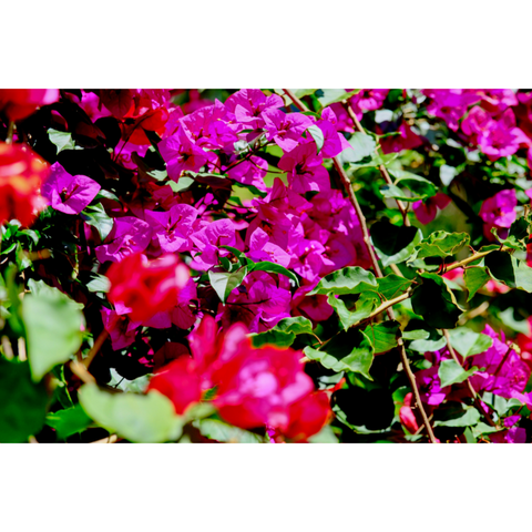 A Symphony In Magenta - Photography - Artezaar.com Online Art Gallery