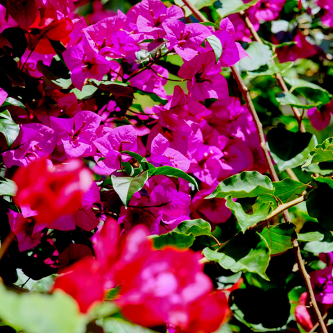 A Symphony In Magenta - Photography - Artezaar.com Online Art Gallery