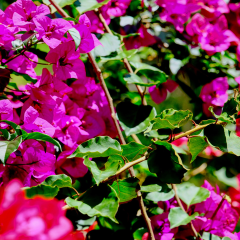A Symphony In Magenta - Photography - Artezaar.com Online Art Gallery