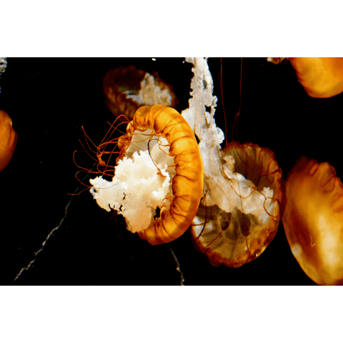 Amber Passage - Photography - Artezaar.com Online Art Gallery