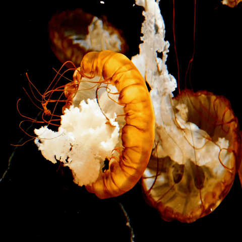 Amber Passage - Photography - Artezaar.com Online Art Gallery