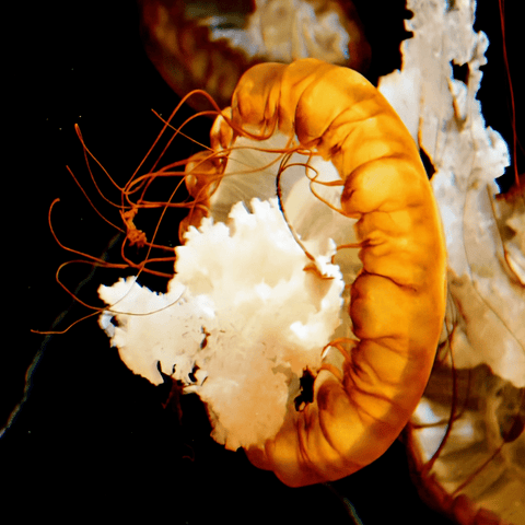 Amber Passage - Photography - Artezaar.com Online Art Gallery