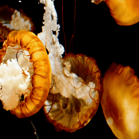 Amber Passage - Photography - Artezaar.com Online Art Gallery