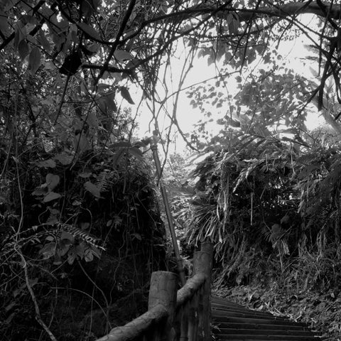 Ascent Through the Undergrowth Photography Prints Buy Now on Artezaar.com Online Art Gallery Dubai UAE