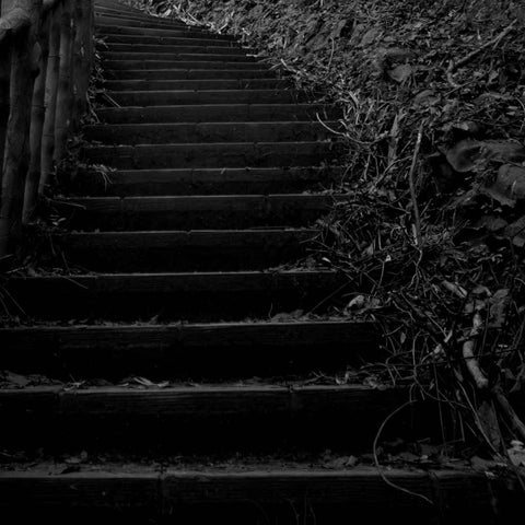 Ascent Through the Undergrowth Photography Prints Buy Now on Artezaar.com Online Art Gallery Dubai UAE