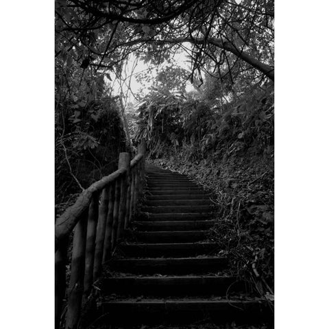 Ascent Through the Undergrowth Photography Prints Buy Now on Artezaar.com Online Art Gallery Dubai UAE