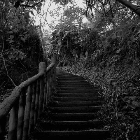 Ascent Through the Undergrowth Photography Prints Buy Now on Artezaar.com Online Art Gallery Dubai UAE