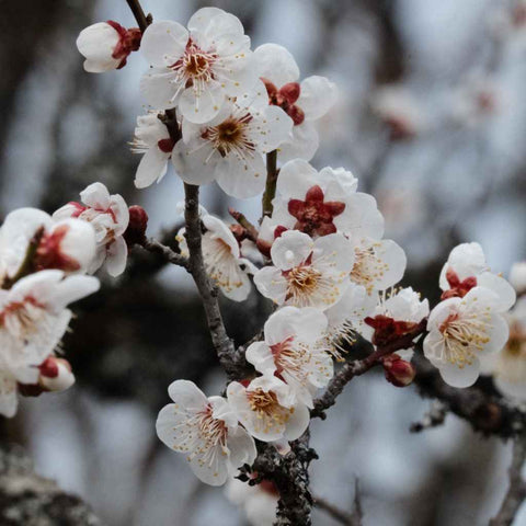Bloom Between Seasons - Photography - Artezaar.com Online Art Gallery