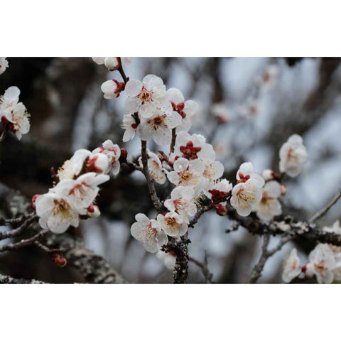Bloom Between Seasons - Photography - Artezaar.com Online Art Gallery