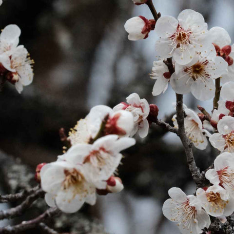 Bloom Between Seasons - Photography - Artezaar.com Online Art Gallery