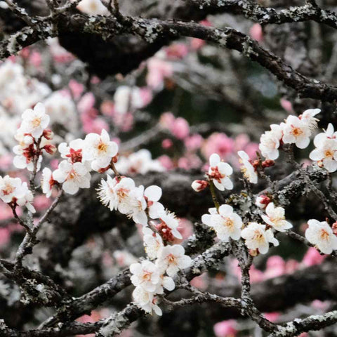 Blossoms Between The Light   - Photography - Artezaar.com Online Art Gallery