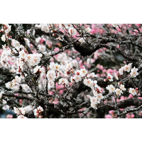Blossoms Between The Light   - Photography - Artezaar.com Online Art Gallery