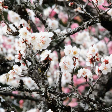 Blossoms Between The Light   - Photography - Artezaar.com Online Art Gallery