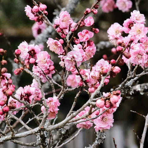 Blossoms Of Spring - Photography - Artezaar.com Online Art Gallery