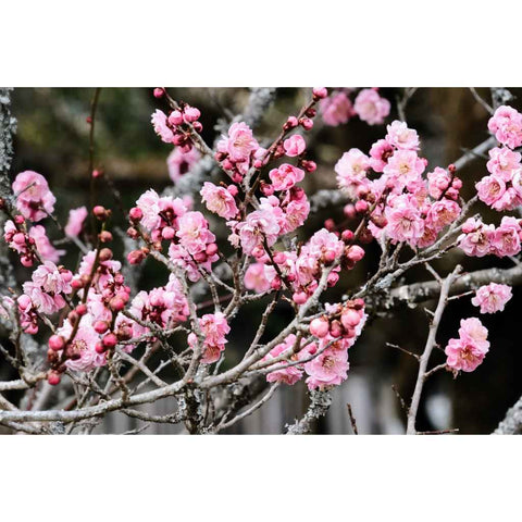 Blossoms Of Spring - Photography - Artezaar.com Online Art Gallery