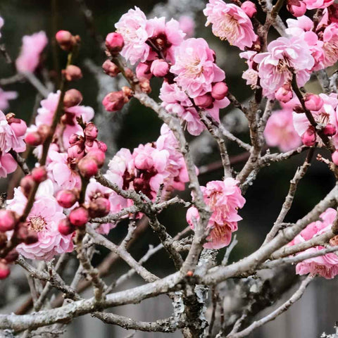Blossoms Of Spring - Photography - Artezaar.com Online Art Gallery