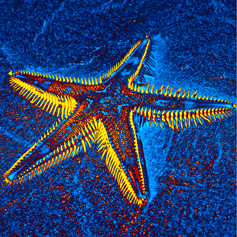 Blue Starfish 10 - Photography - Artezaar.com Online Art Gallery