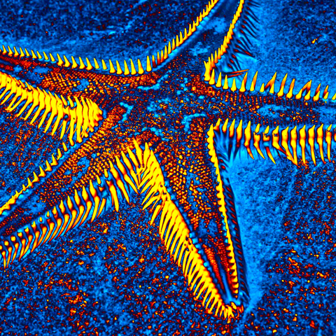 Blue Starfish 10 - Photography - Artezaar.com Online Art Gallery