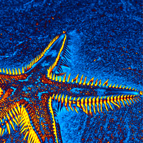 Blue Starfish 10 - Photography - Artezaar.com Online Art Gallery