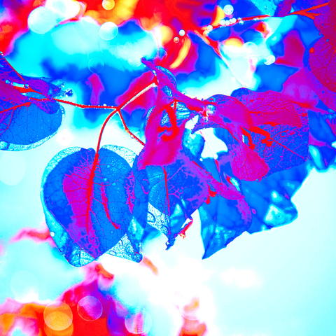 Bougain Blue - Photography - Artezaar.com Online Art Gallery
