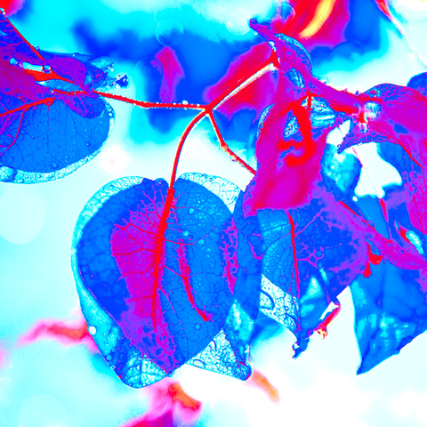 Bougain Blue - Photography - Artezaar.com Online Art Gallery