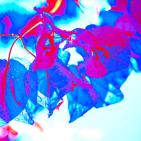 Bougain Blue - Photography - Artezaar.com Online Art Gallery