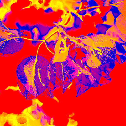 Bougain Red - Photography - Artezaar.com Online Art Gallery