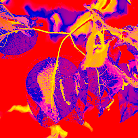 Bougain Red - Photography - Artezaar.com Online Art Gallery