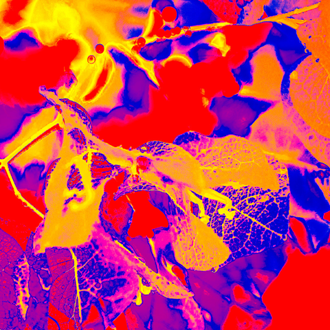 Bougain Red - Photography - Artezaar.com Online Art Gallery