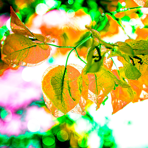 Bougain Yellow - Photography - Artezaar.com Online Art Gallery