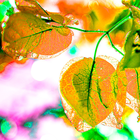 Bougain Yellow - Photography - Artezaar.com Online Art Gallery