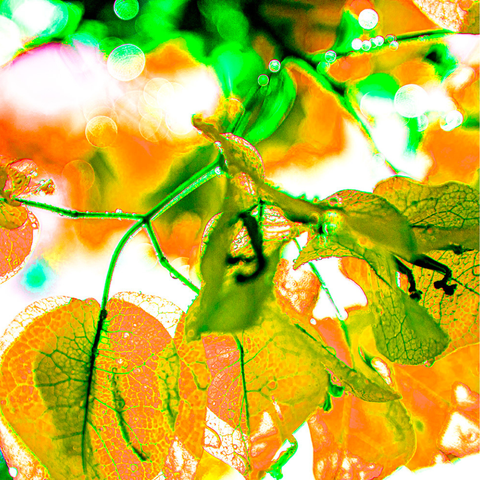 Bougain Yellow - Photography - Artezaar.com Online Art Gallery