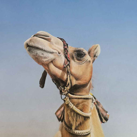 Camel Muse Chalk Pastel Painting Buy Now on Artezaar.com Online Art Gallery Dubai UAE