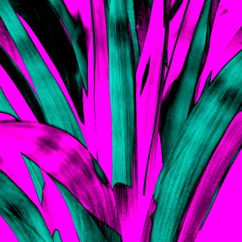Cerise Yucca - Photography - Artezaar.com Online Art Gallery