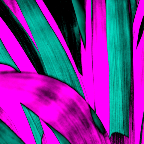 Cerise Yucca - Photography - Artezaar.com Online Art Gallery