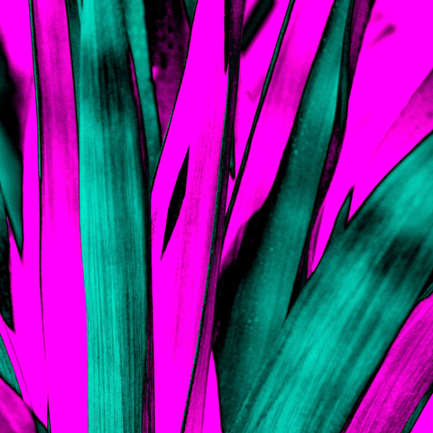 Cerise Yucca - Photography - Artezaar.com Online Art Gallery