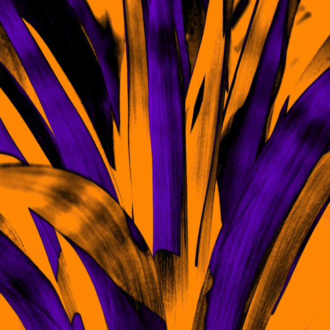 Cinnamon Yucca - Photography - Artezaar.com Online Art Gallery