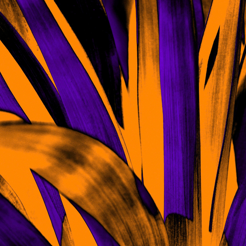 Cinnamon Yucca - Photography - Artezaar.com Online Art Gallery