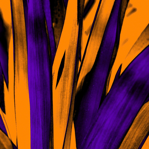 Cinnamon Yucca - Photography - Artezaar.com Online Art Gallery