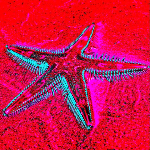 Crismson Starfish 10 - Photography - Artezaar.com Online Art Gallery