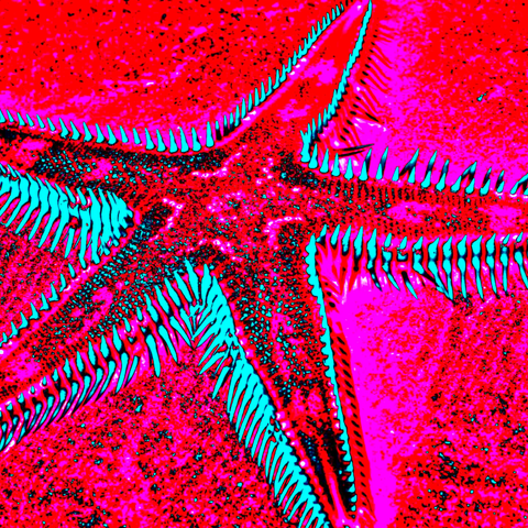 Crismson Starfish 10 - Photography - Artezaar.com Online Art Gallery