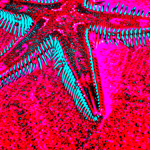 Crismson Starfish 10 - Photography - Artezaar.com Online Art Gallery