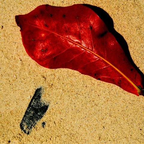 Crimson Tide - Photography - Artezaar.com Online Art Gallery
