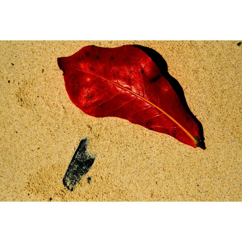 Crimson Tide - Photography - Artezaar.com Online Art Gallery