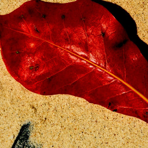 Crimson Tide - Photography - Artezaar.com Online Art Gallery