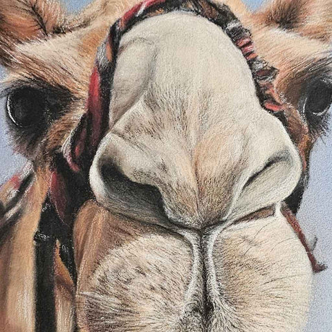 Curious Camel Chalk Pastel Painting Buy Now on Artezaar.com Online Art Gallery Dubai UAE