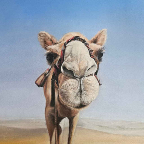 Curious Camel Chalk Pastel Painting Buy Now on Artezaar.com Online Art Gallery Dubai UAE