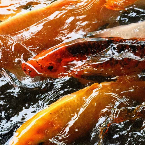 Currents Of Gold - Photography - Artezaar.com Online Art Gallery