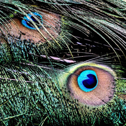 Echoes of Eden Photography Prints Buy Now on Artezaar.com Online Art Gallery Dubai UAE