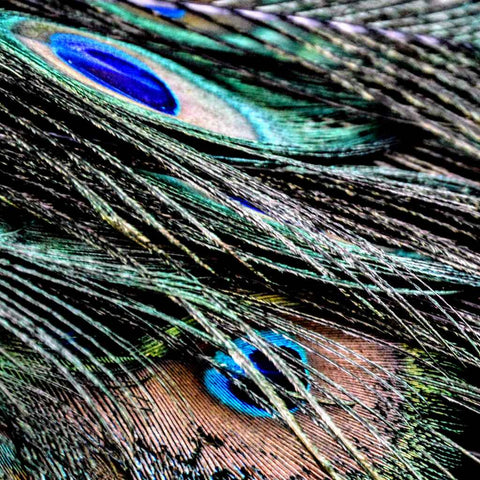 Echoes of Eden Photography Prints Buy Now on Artezaar.com Online Art Gallery Dubai UAE